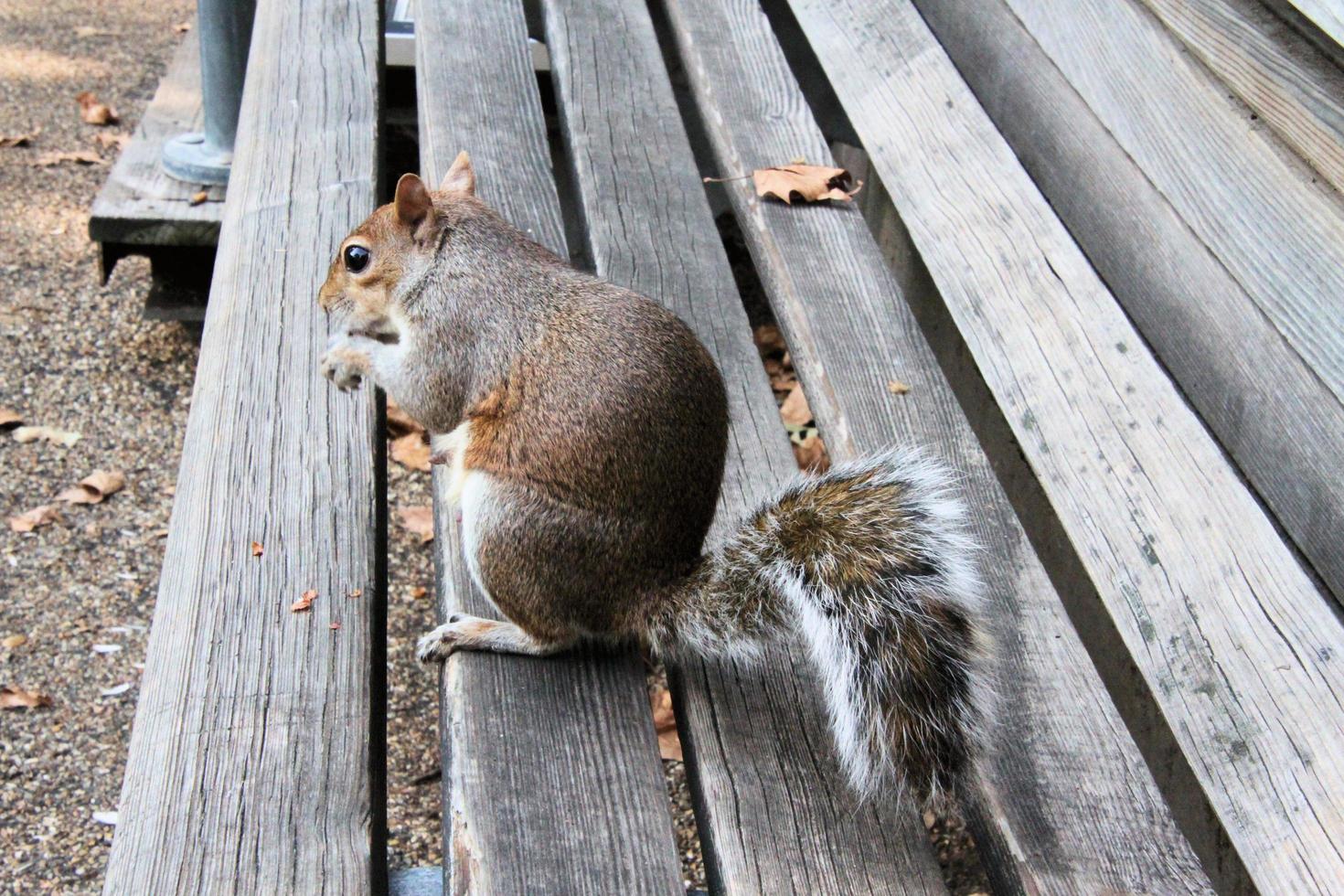 A close up of a Grey Squirrel in London photo