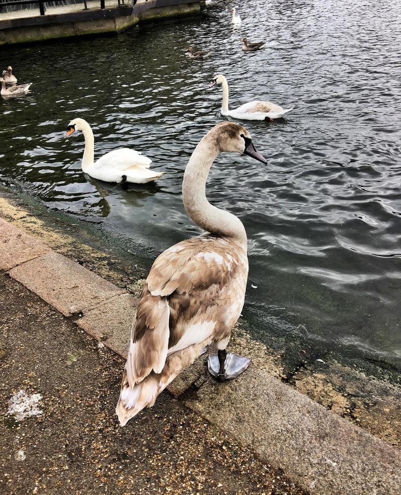 A close up of a Mute Swan in London photo