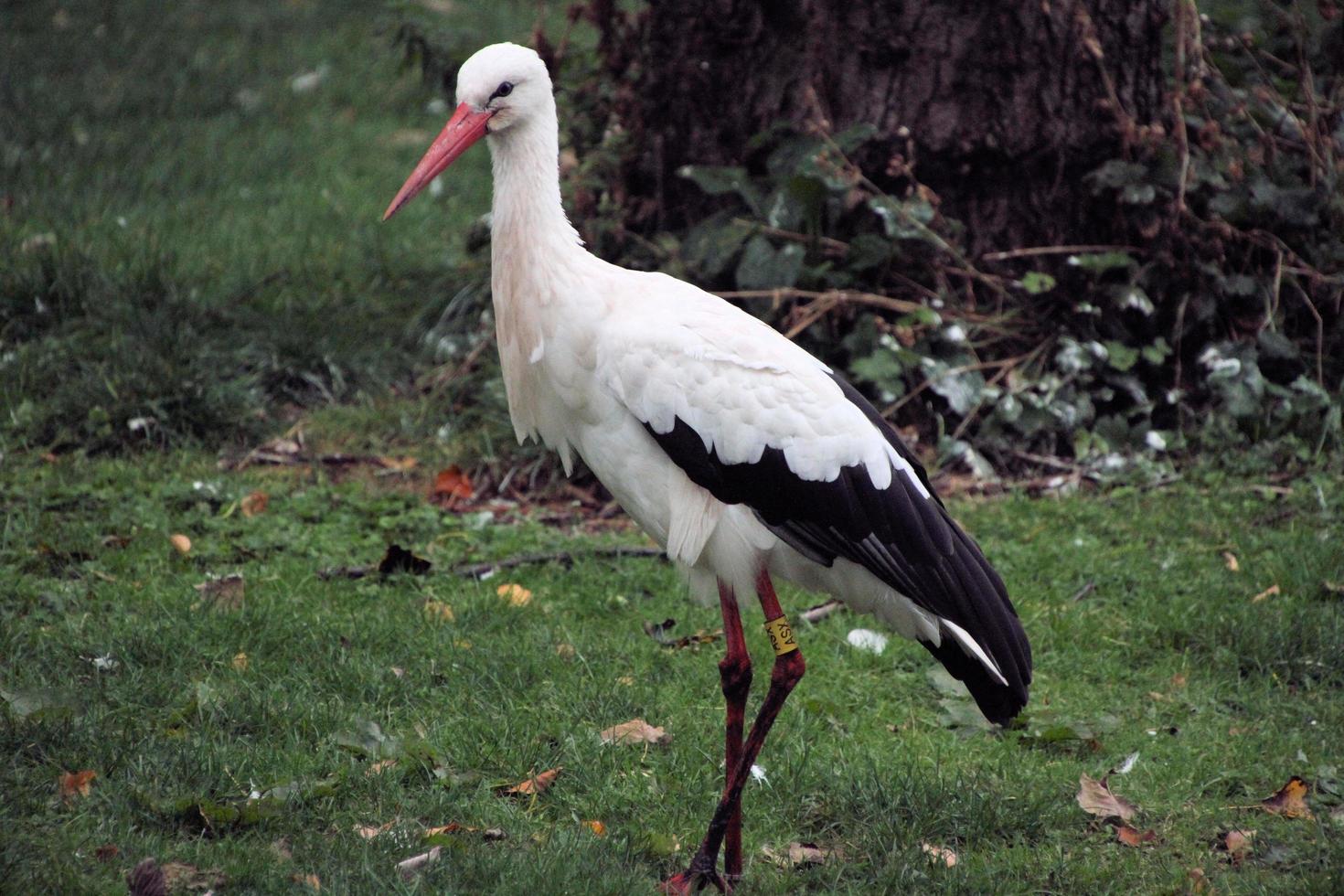 A close up of a White Stork at Martin Mere Nature Reserve photo