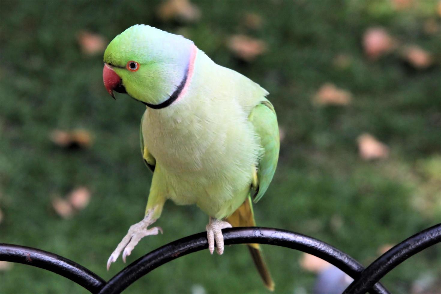 A close up of a Green Ring Necked Parakeet photo