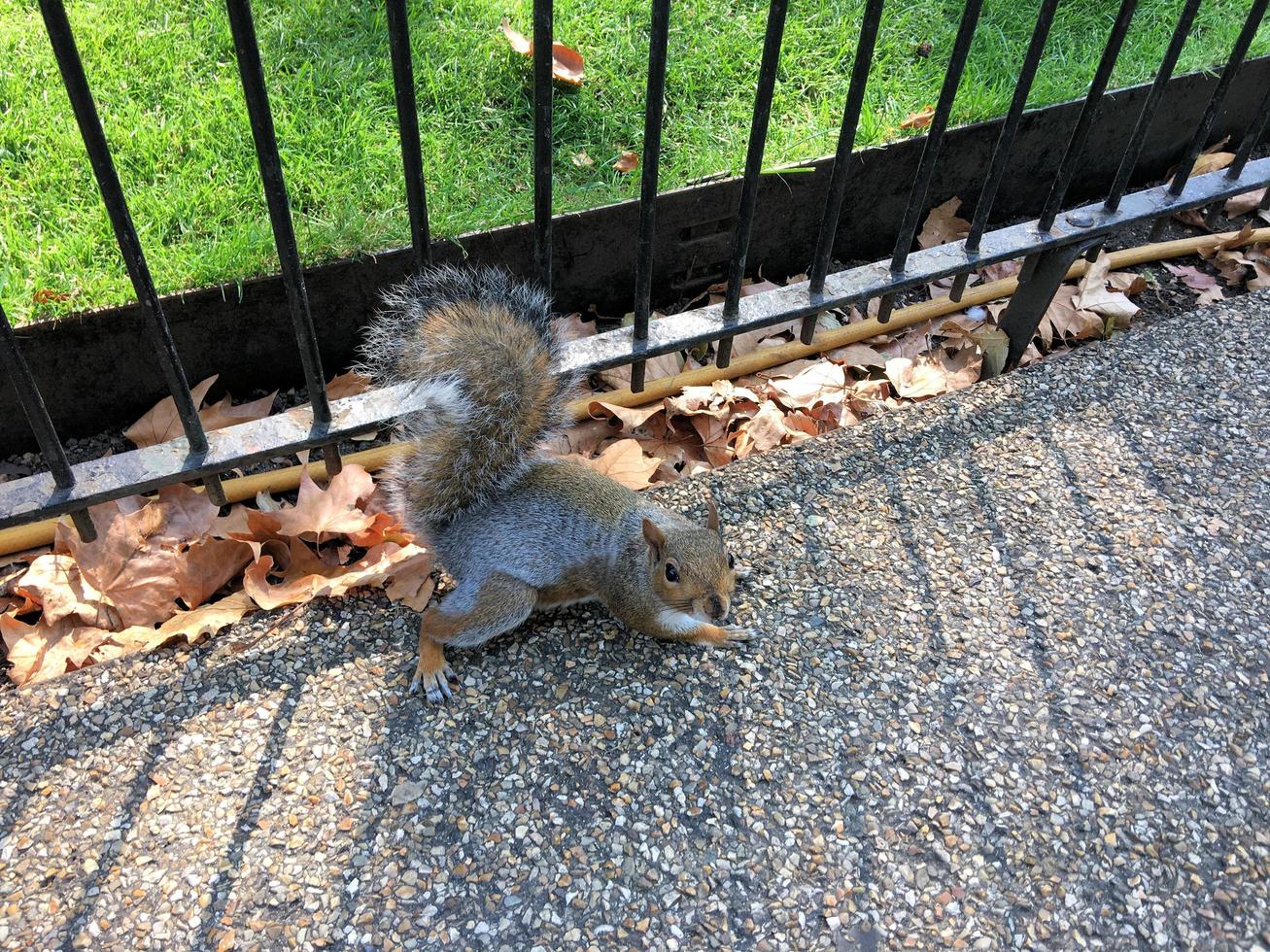 A close up of a Grey Squirrel in London photo