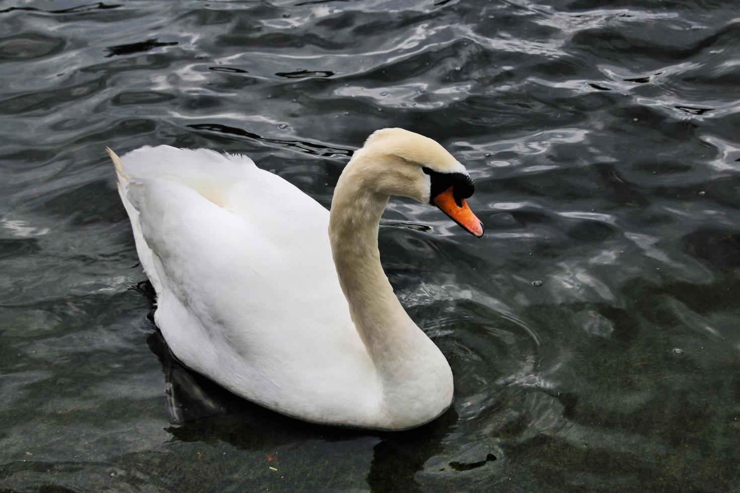 A close up of a Mute Swan in London photo