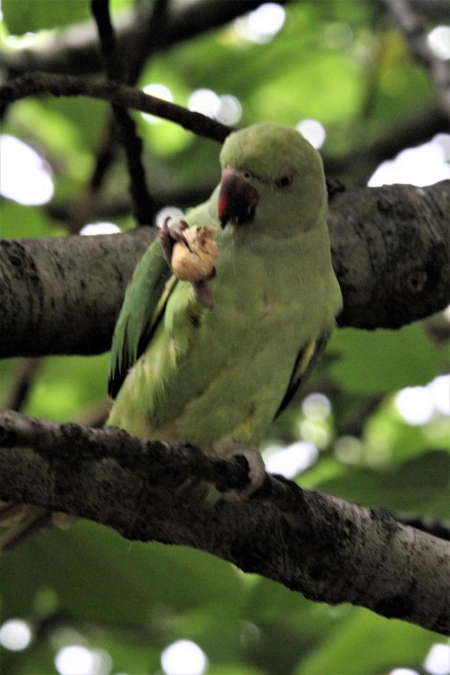 A close up of a Ring Necked Parakeet in London photo