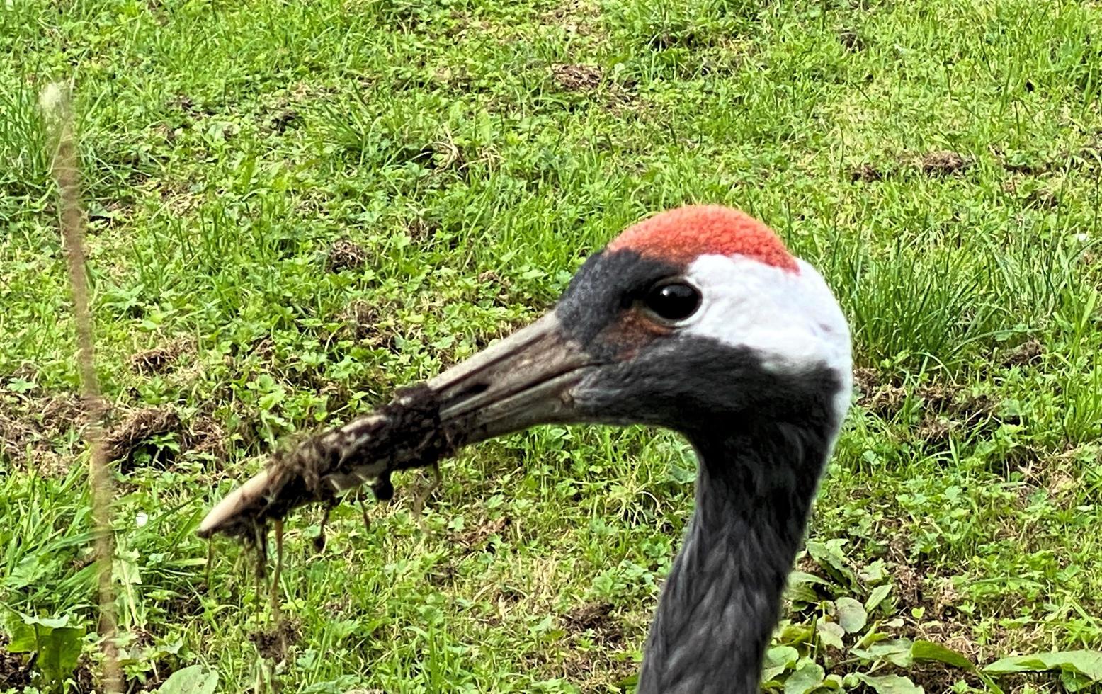 A close up of a Red Crowned Crane photo