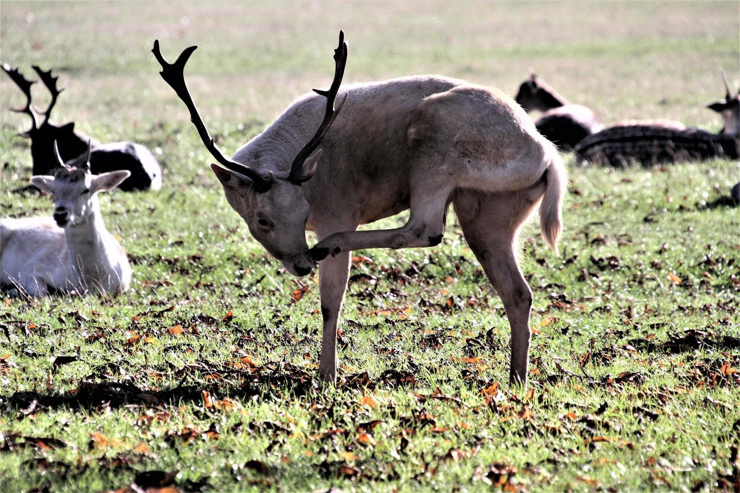 A view of some Deer in Richmond Park in London photo