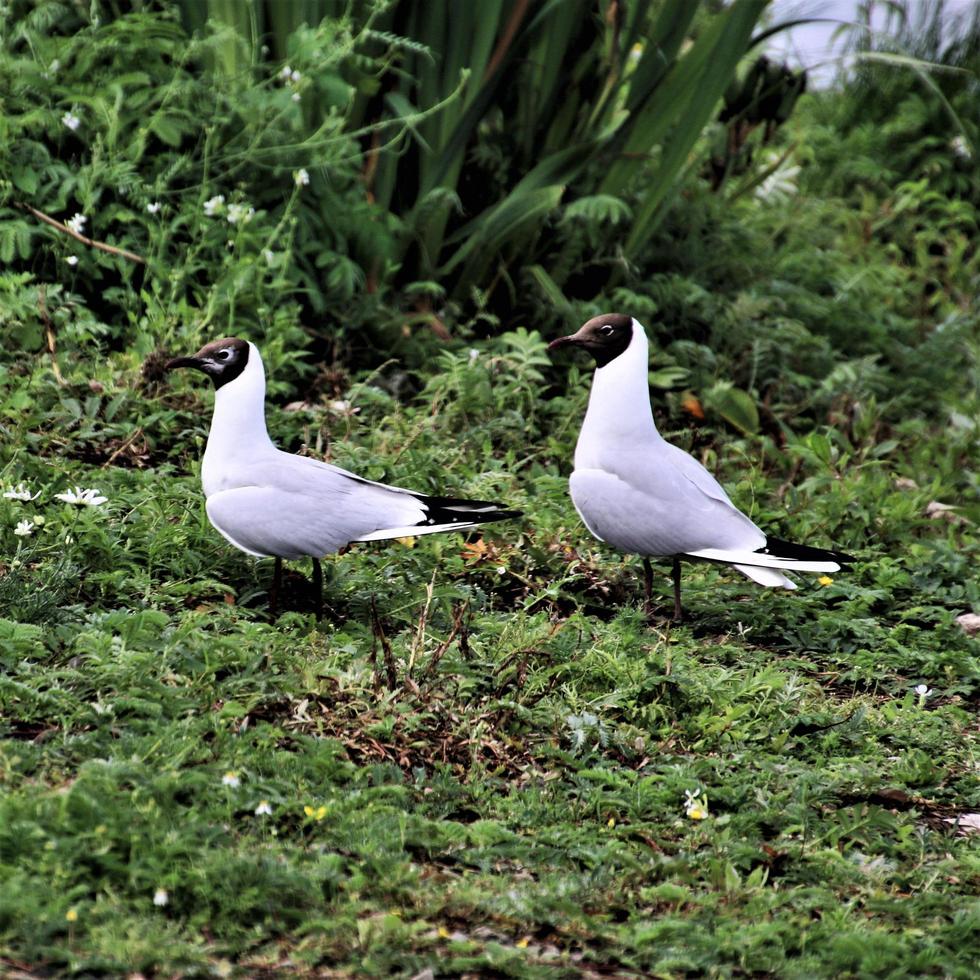 A close up of a Black Headed Gull photo