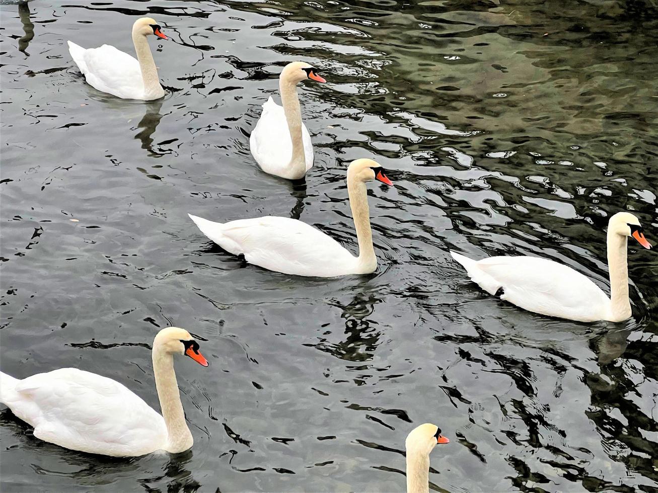 A close up of a Mute Swan photo