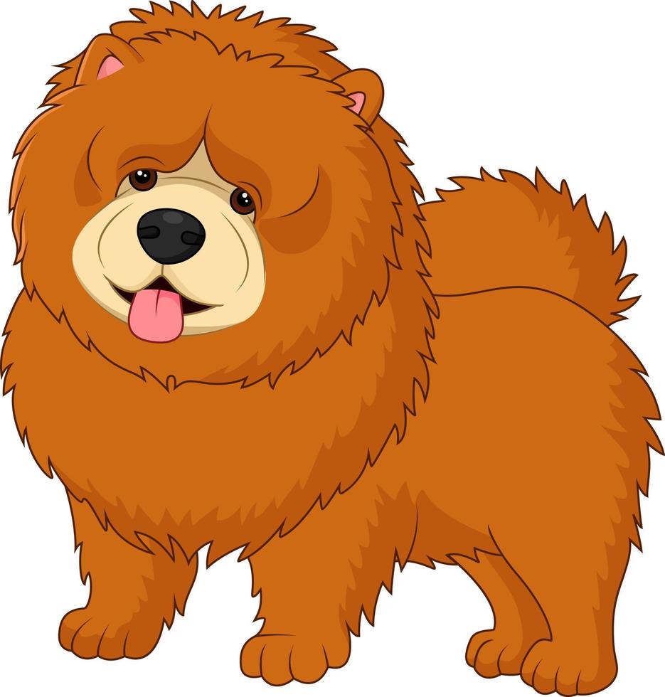 Chow chow dog breed vector