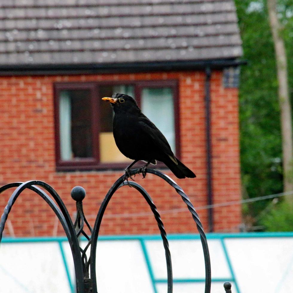 A close up of a Blackbird in the garden photo