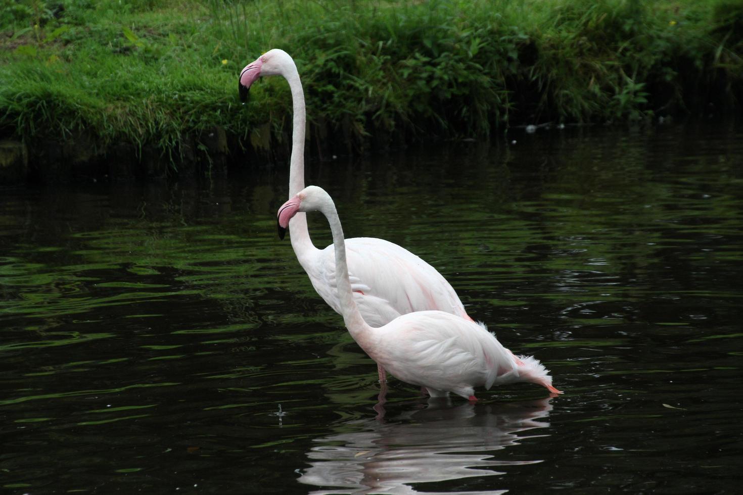 A view of a Flamingo at Martin Mere Nature Reserve photo