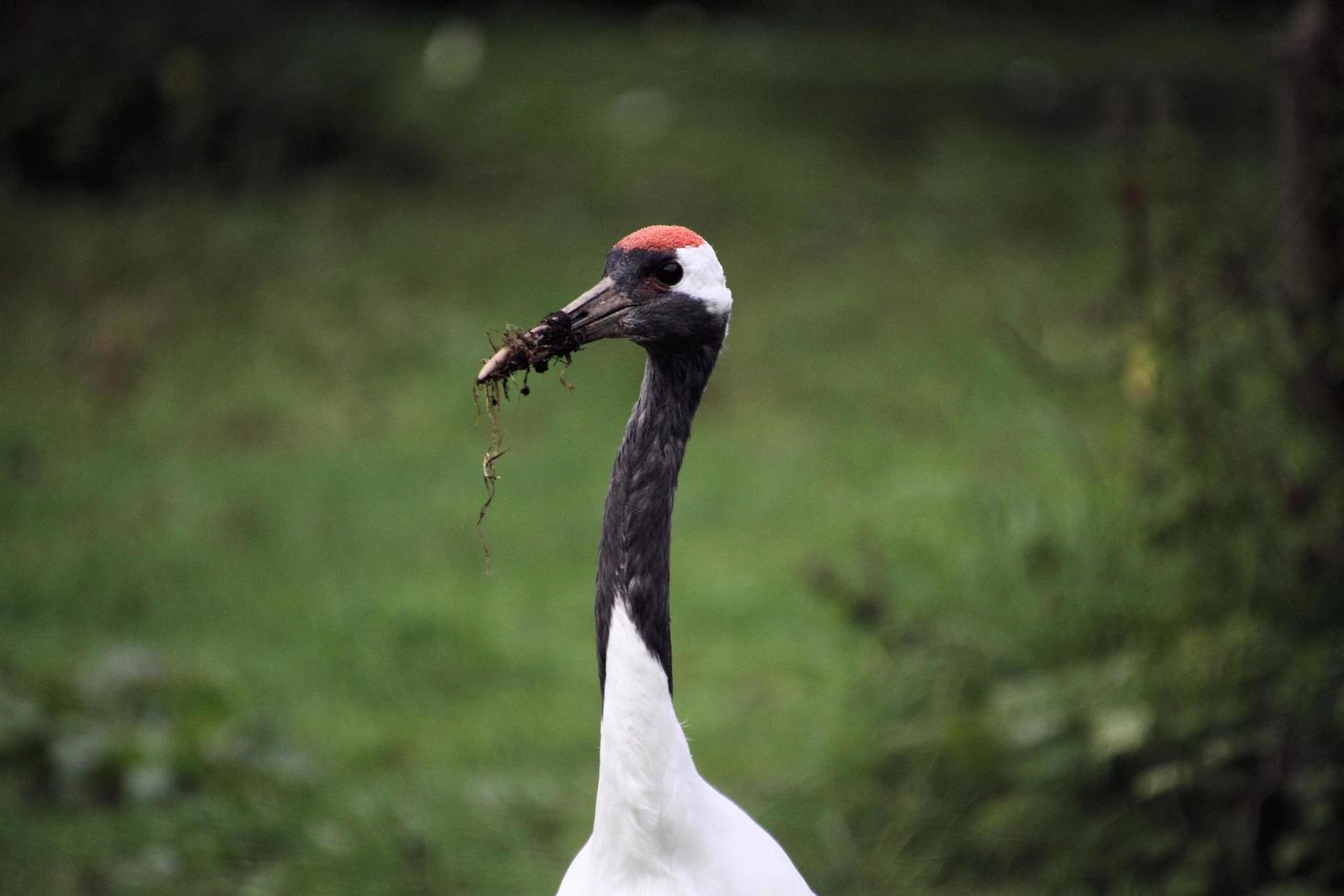 A close up of a Red Crowned Crane photo