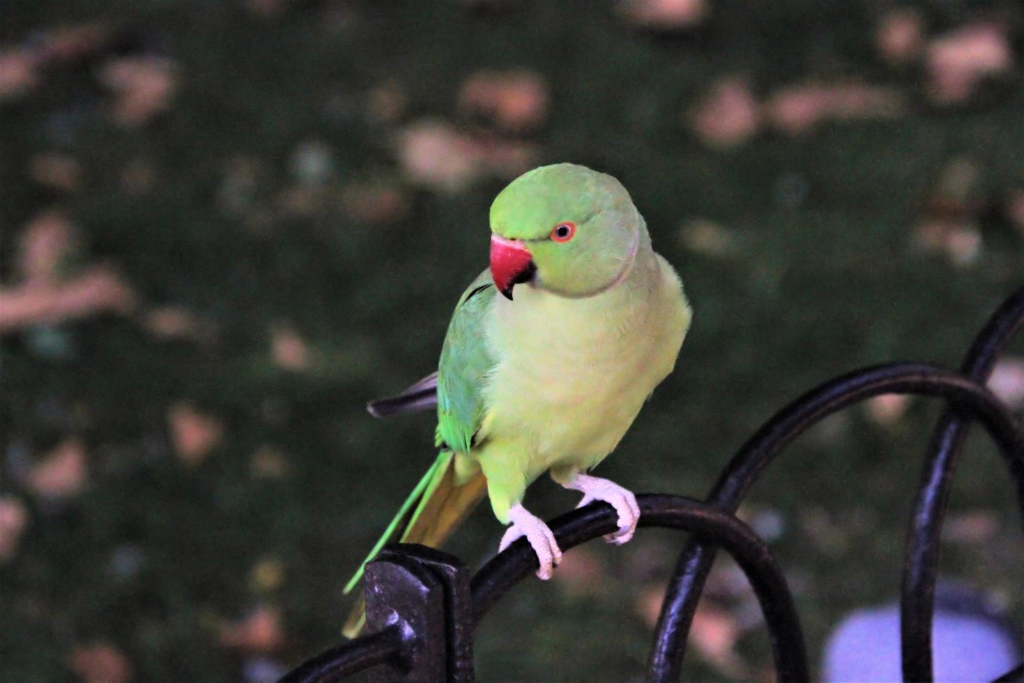 A close up of a Green Ring Necked Parakeet photo