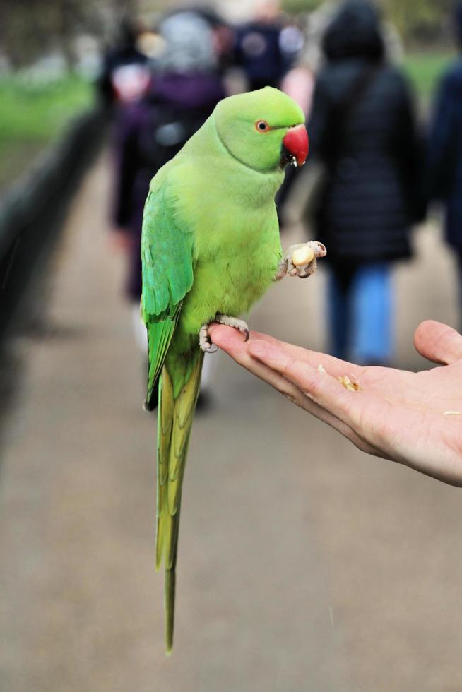 A view of a Green Ring Necked Parakeet photo