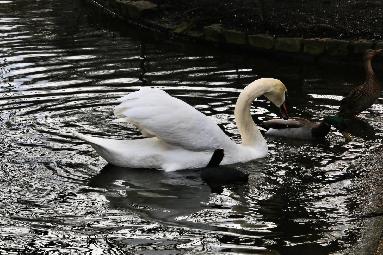 A close up of a Mute Swan in London photo