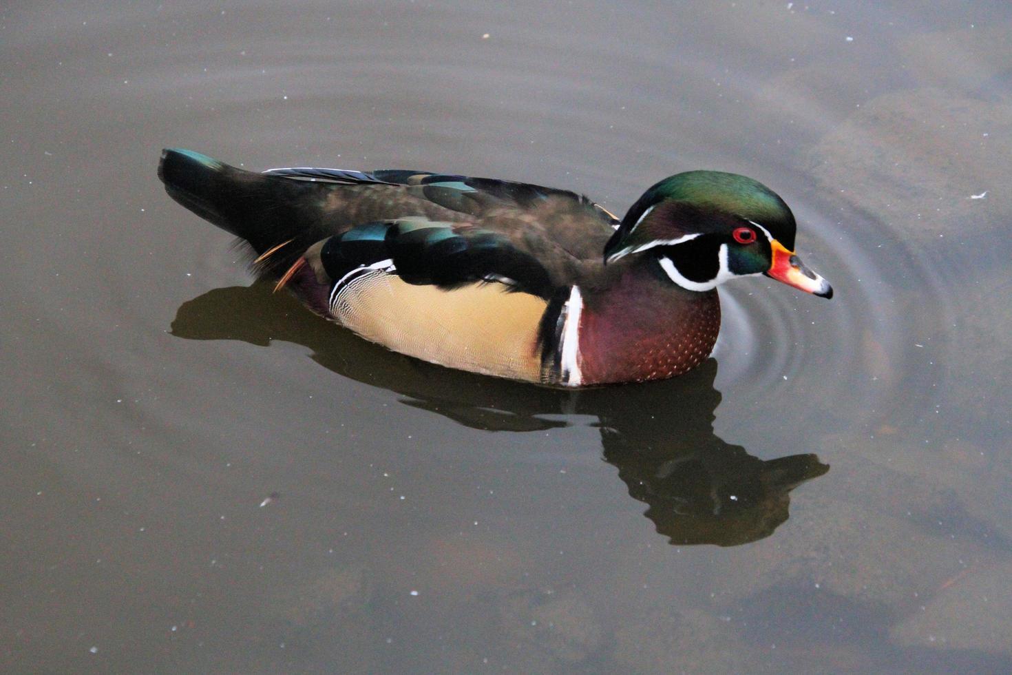 A view of a Wood Duck on the water photo