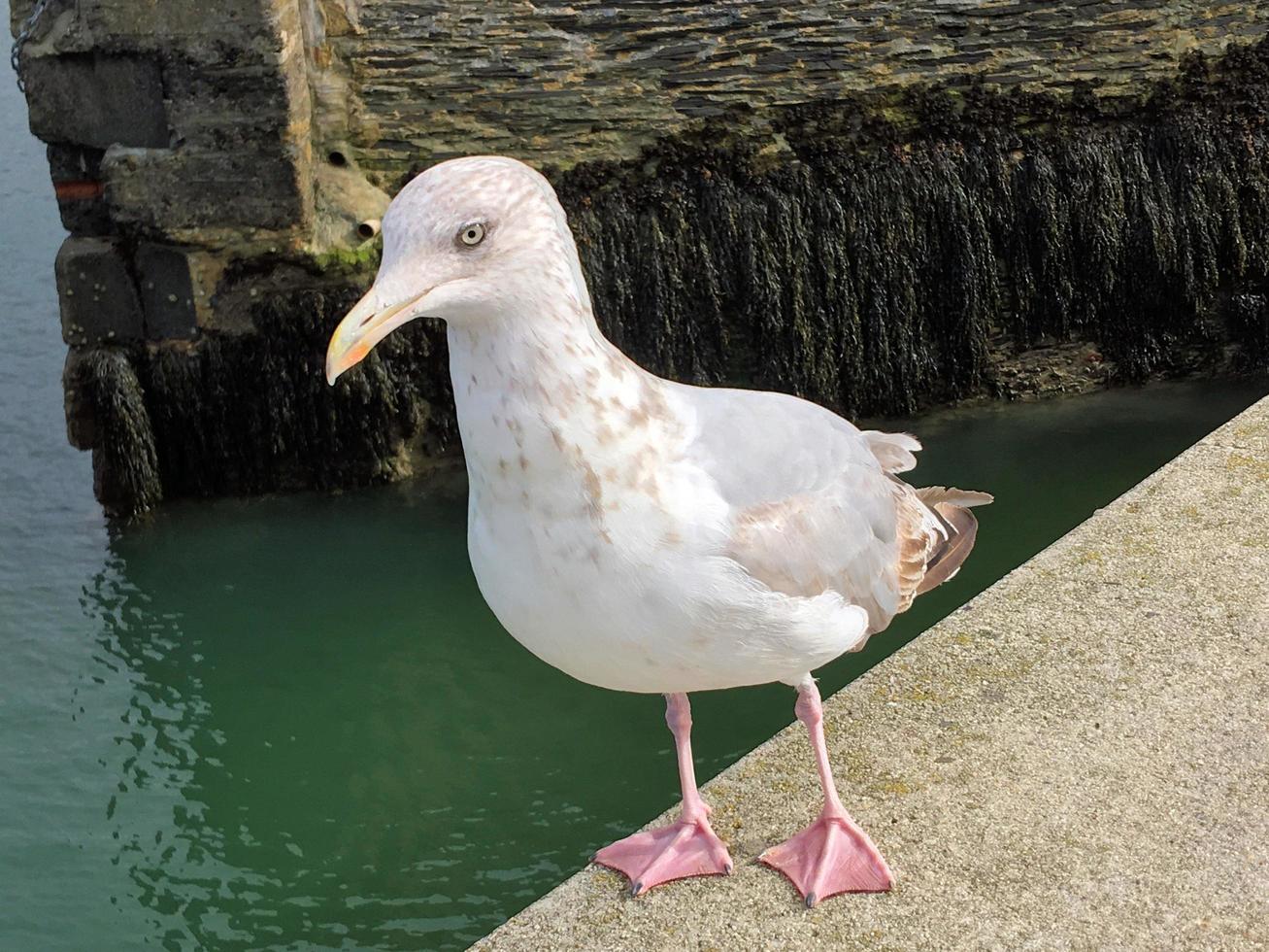 A view of a Herring Gull by the sea photo