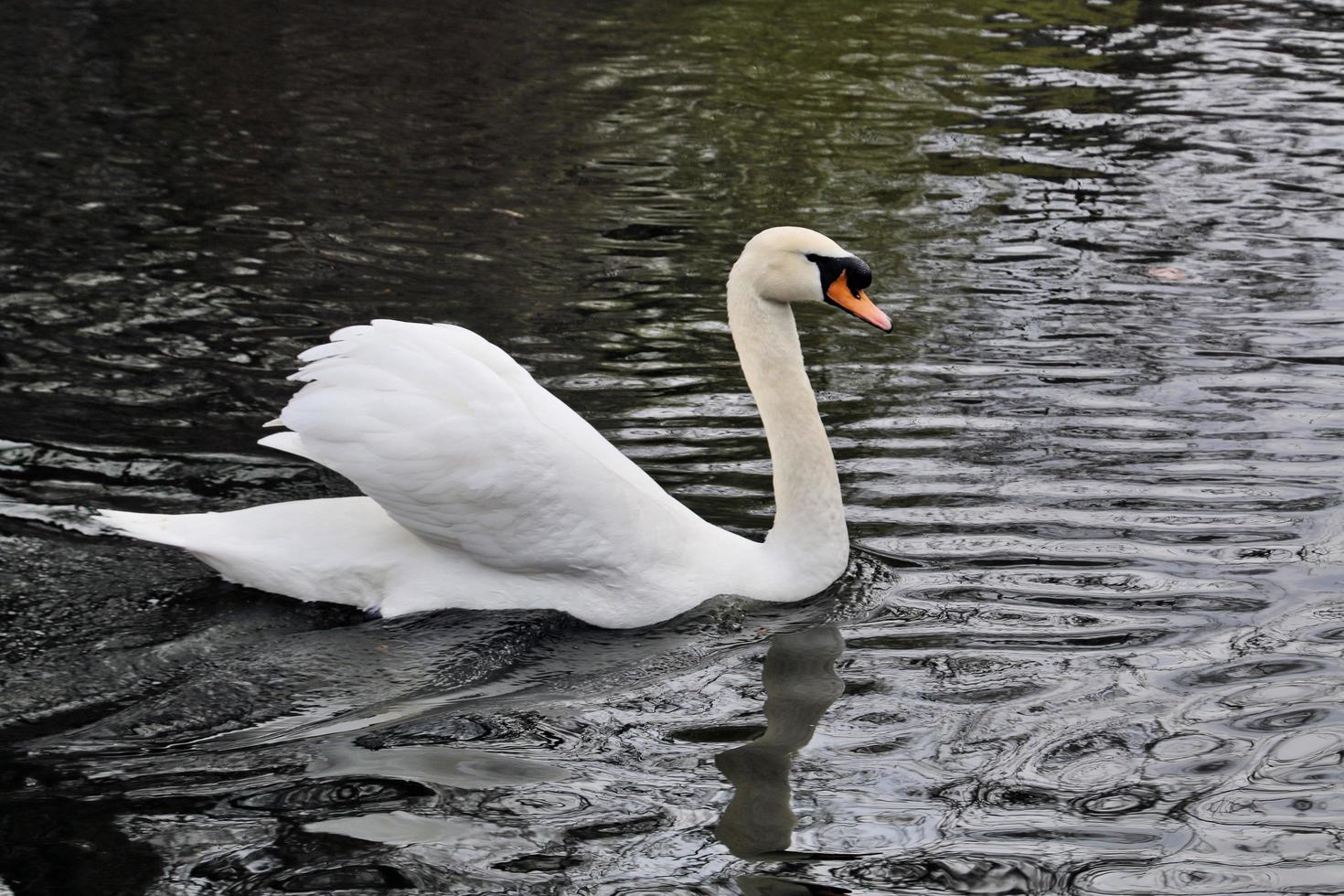 un primer plano de un cisne mudo en Londres foto