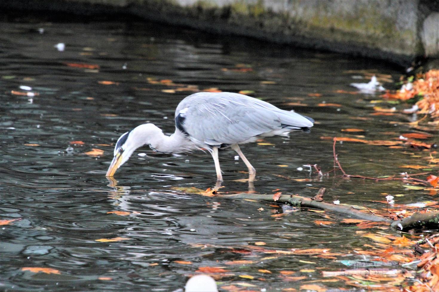 A close up of a Grey Heron in London photo