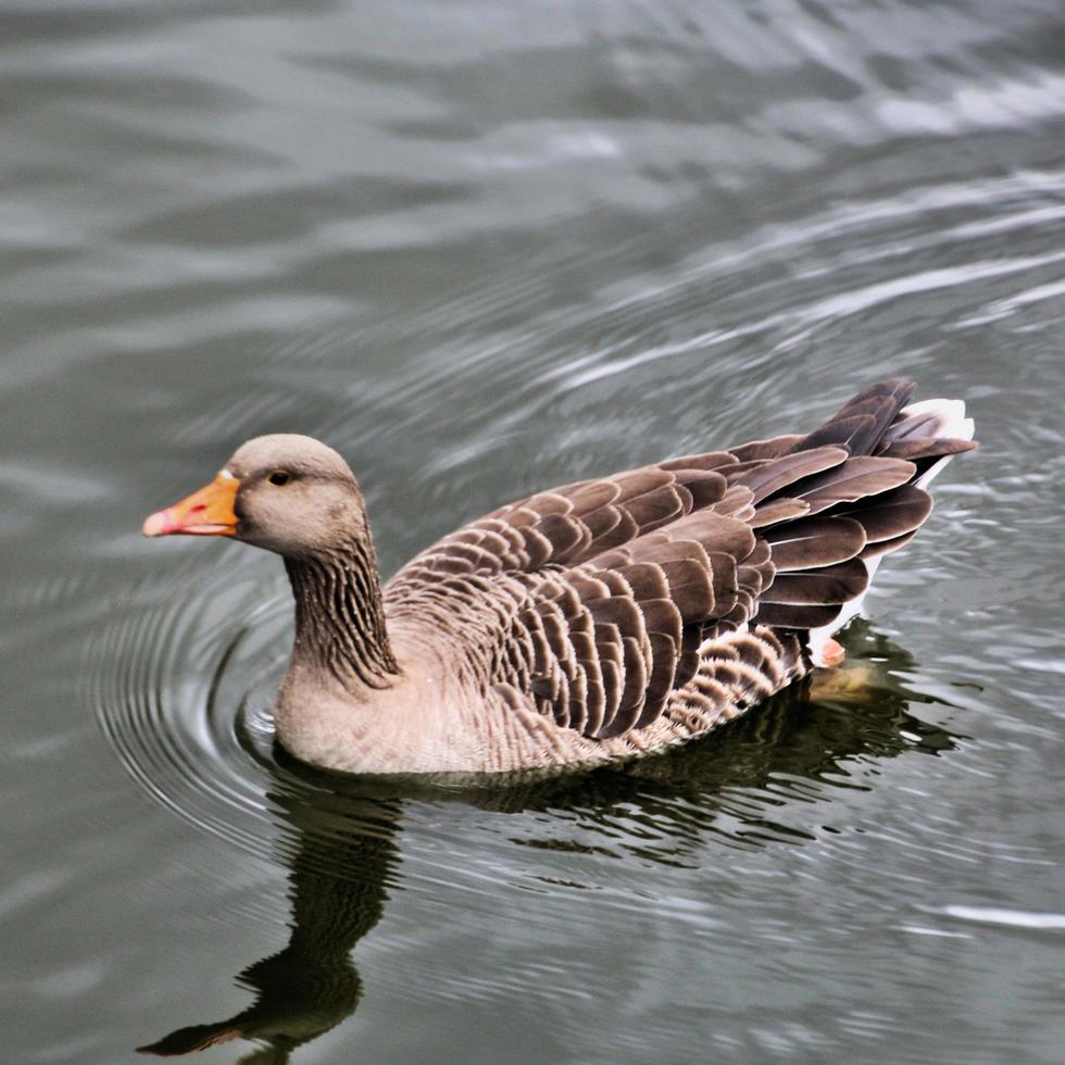 A close up of a Greylag Goose photo