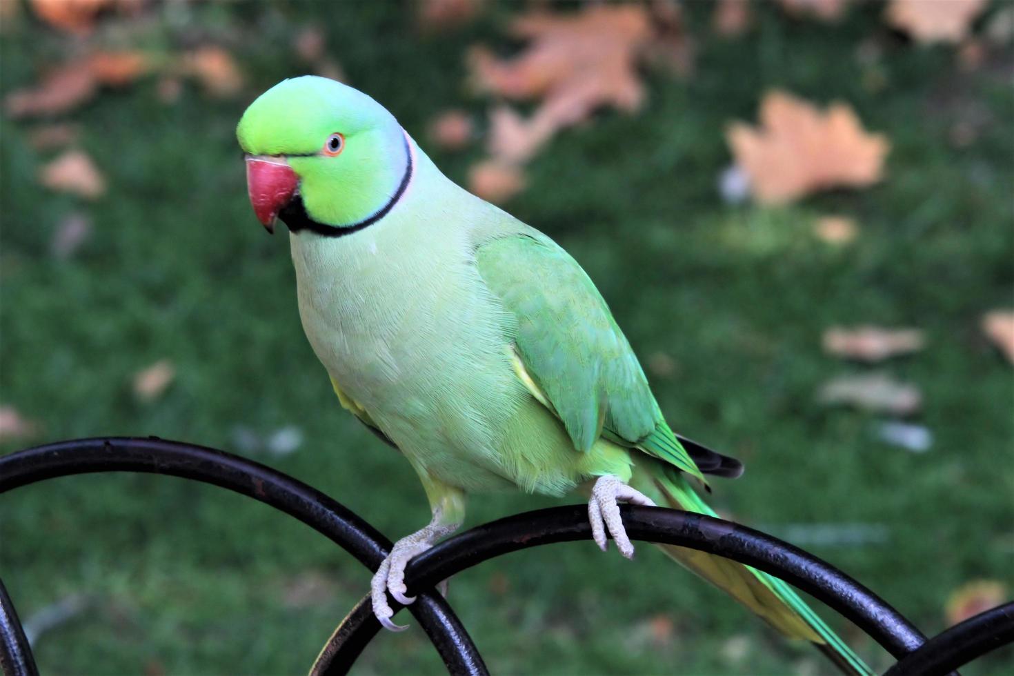 A close up of a Green Ring Necked Parakeet photo