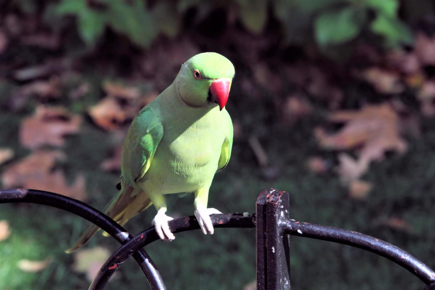 A close up of a Green Ring Necked Parakeet photo