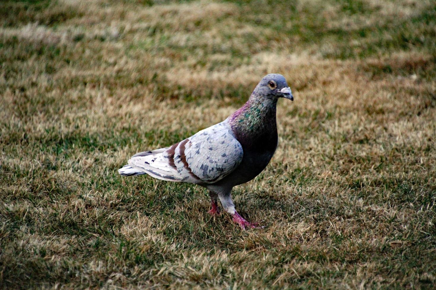 A view of a Pigeon in the garden photo