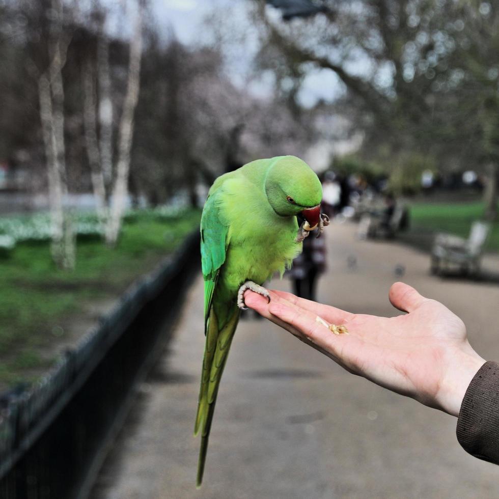 una vista de un periquito de cuello de anillo verde foto