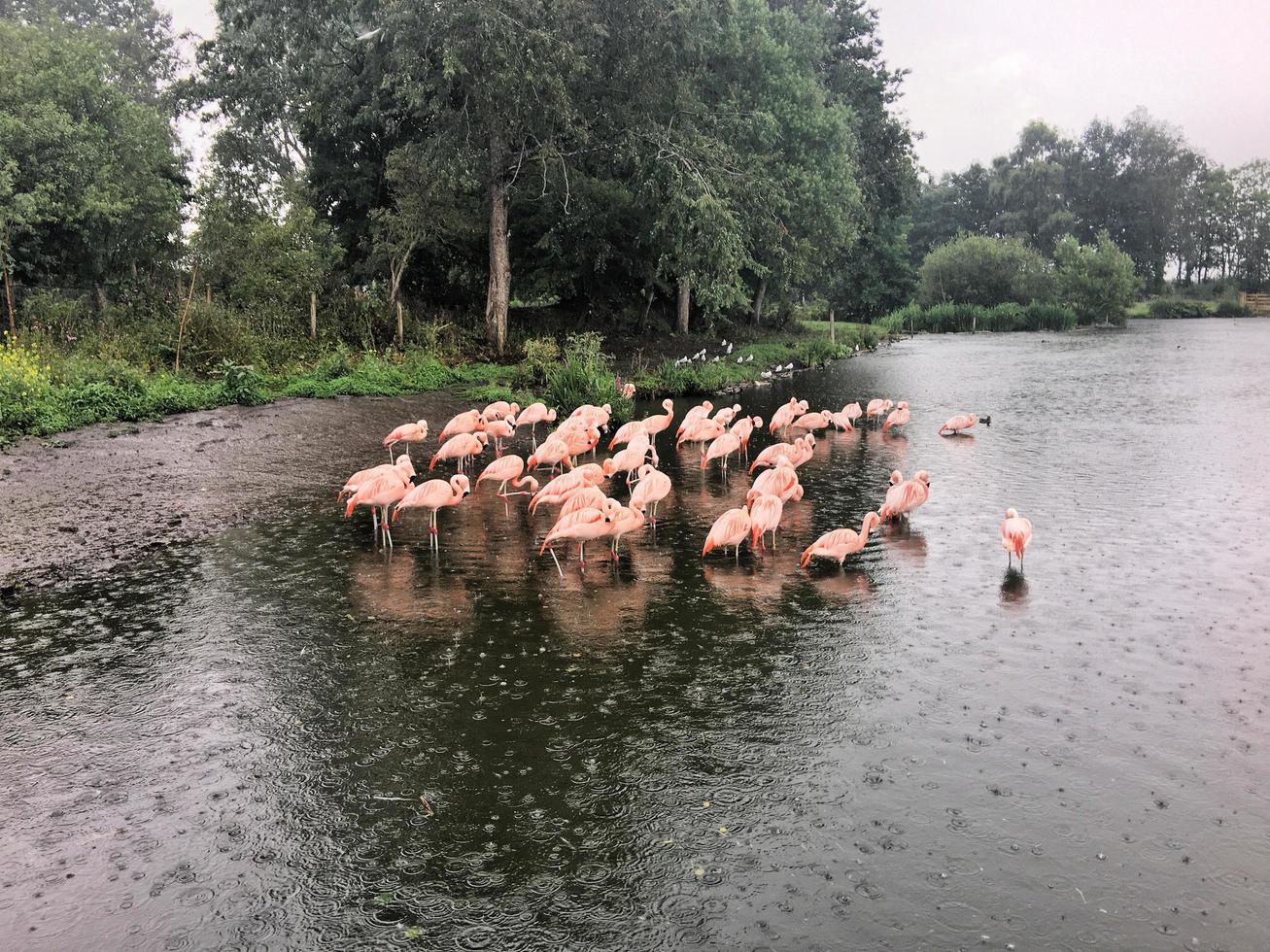 A view of a Flamingo photo