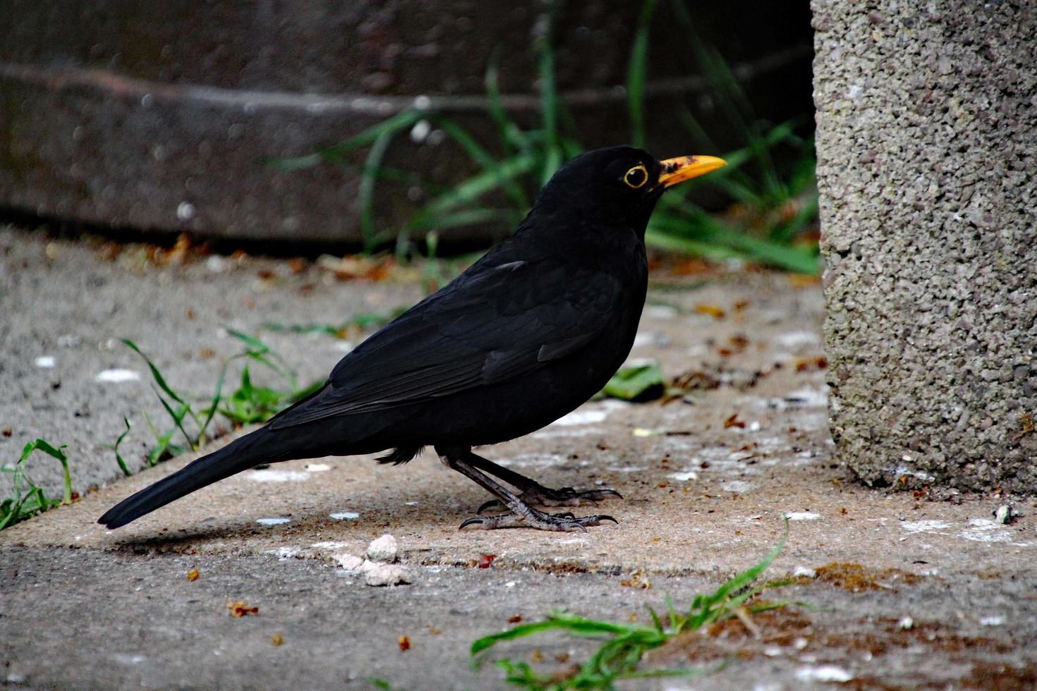 A close up of a Blackbird in the garden photo