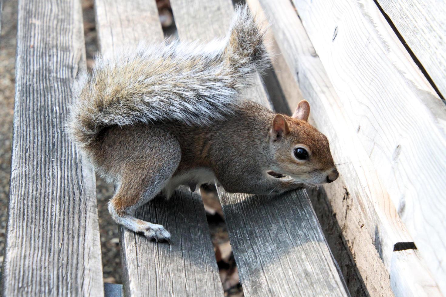 A close up of a Grey Squirrel in London photo