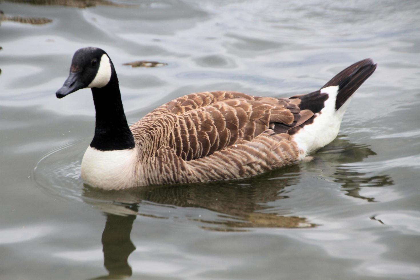 A close up of a Canada Goose photo