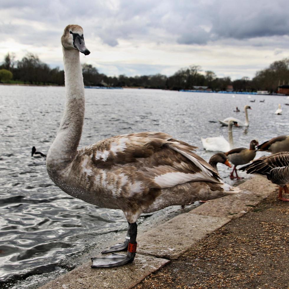 A close up of a Mute Swan in London photo