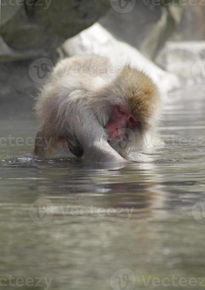 Japanese Macaque grooming in hot spring photo