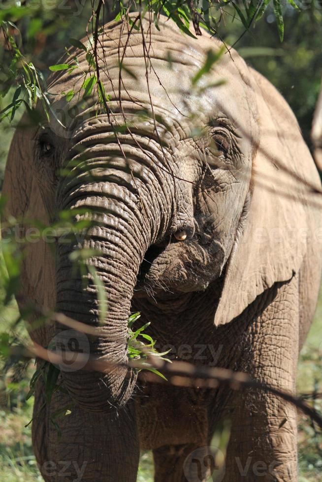 Young elephant eating plants in South Africa photo