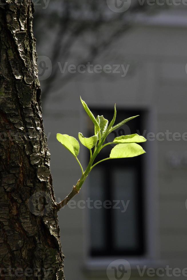 Growth - A small seedling growing from a tree photo