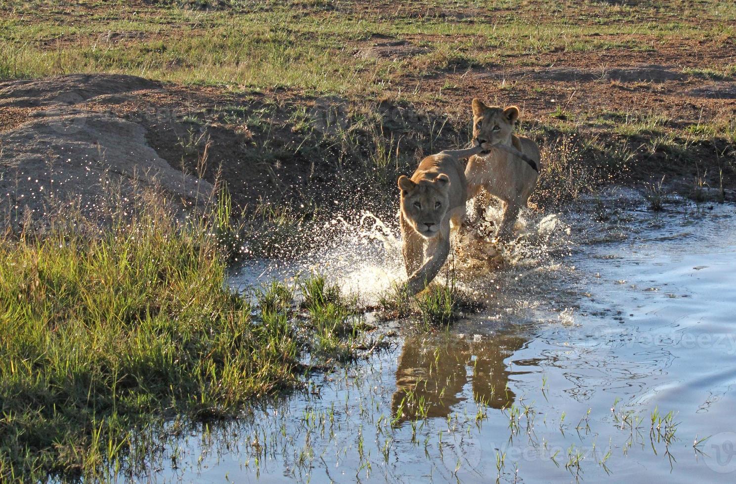 Two young lions running through the shallow water of a pond in a South African wildlife reserve photo