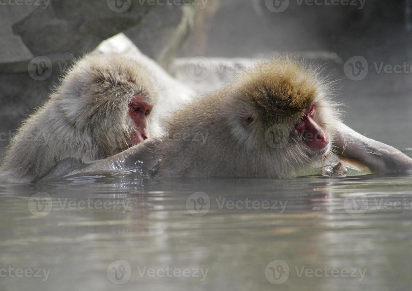 Japanese Macaque grooming in hot spring photo
