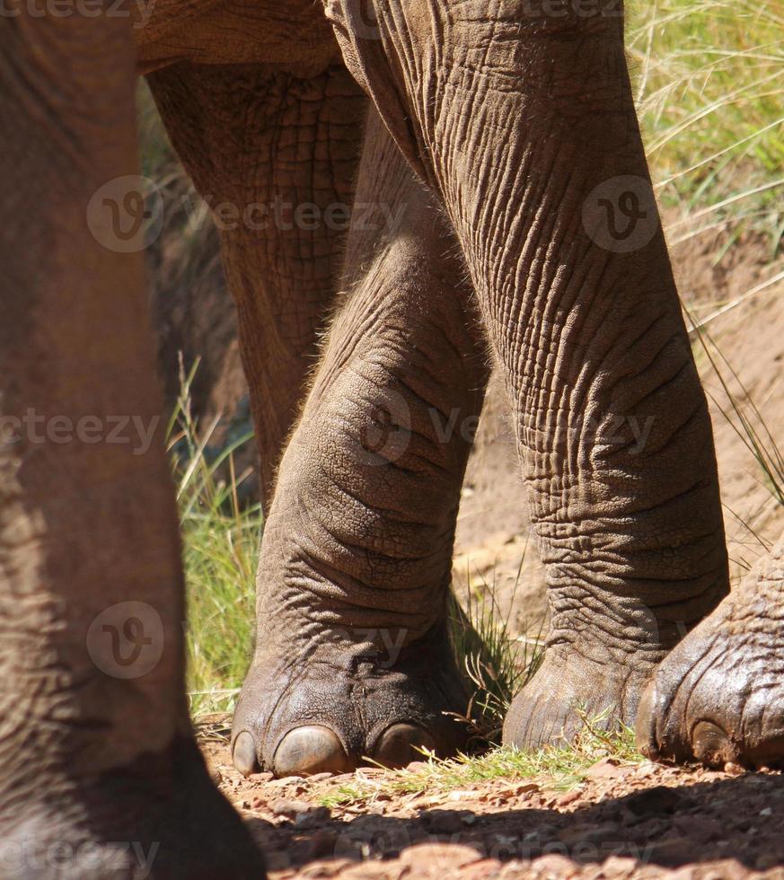 Legs of a group of elephants standing together in a South African national park photo