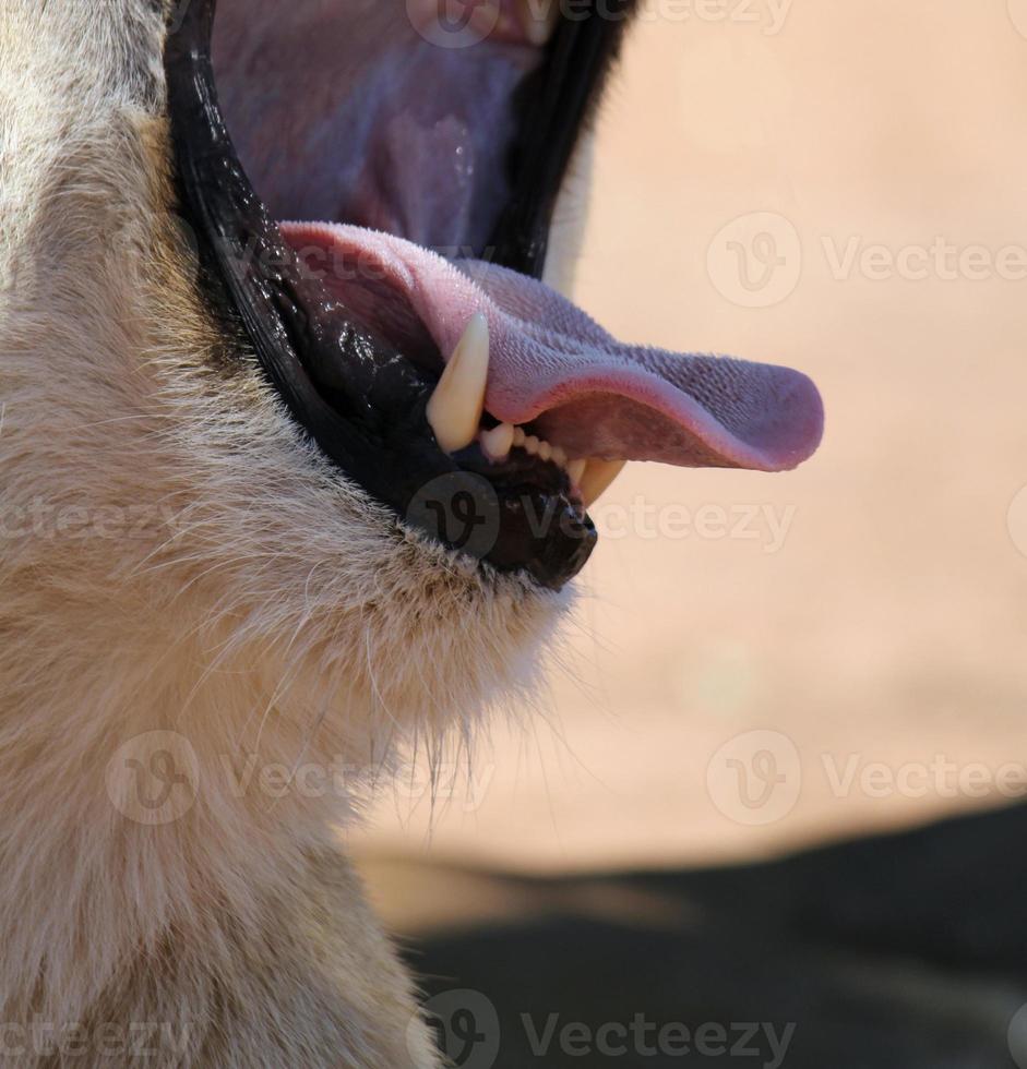 Closeup of a lion yawning in the shade photo