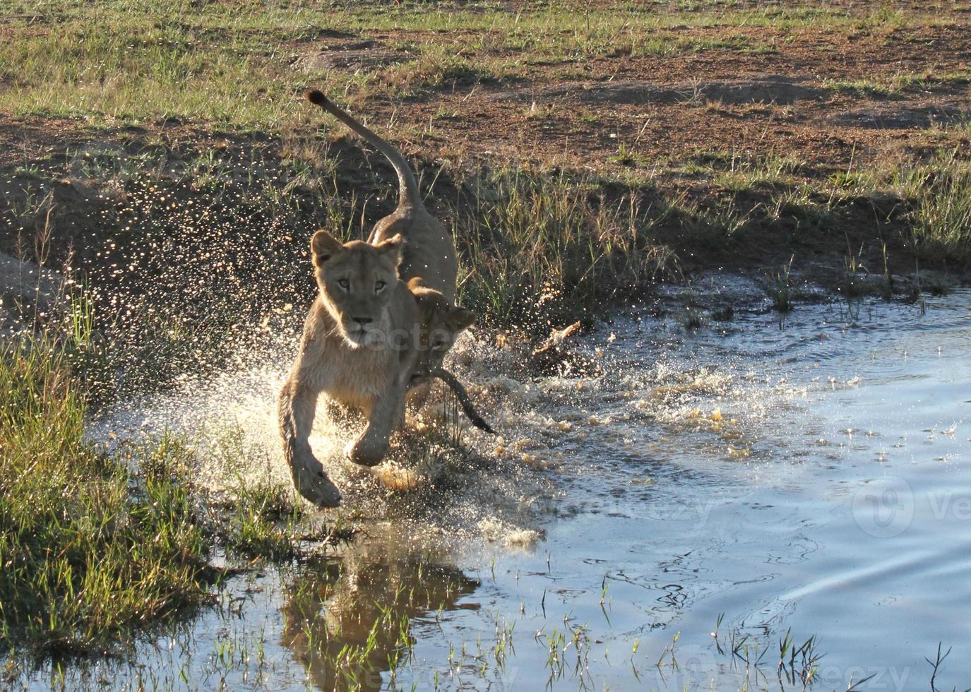 dos leones jóvenes corriendo por las aguas poco profundas de un estanque en una reserva de vida salvaje de Sudáfrica foto