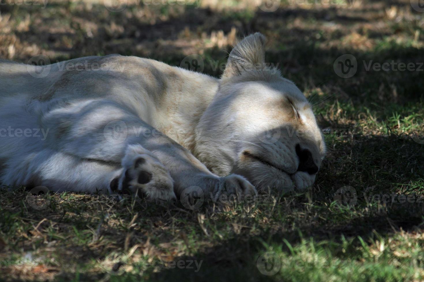 león dormido a la sombra en sudáfrica foto