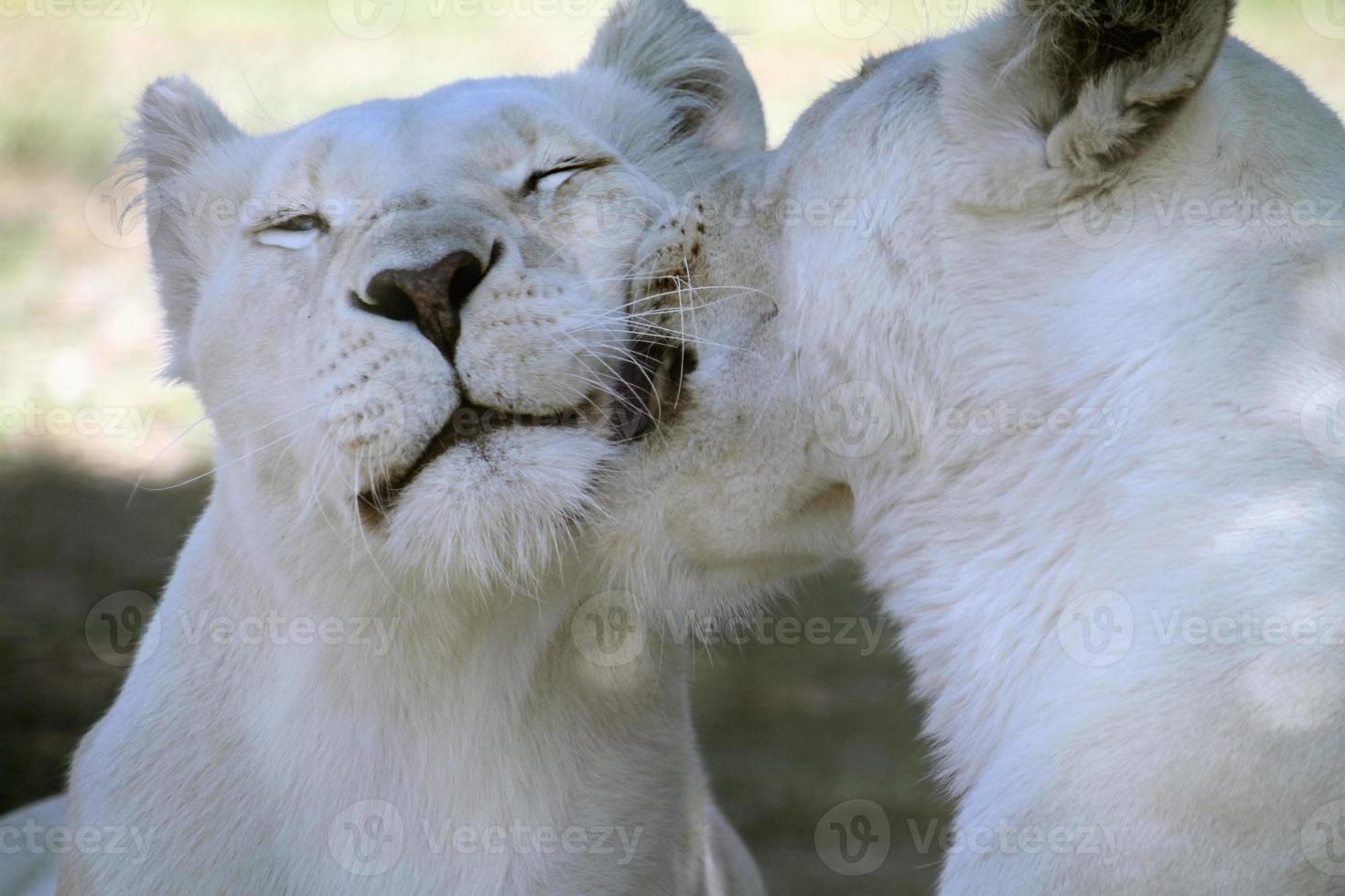 Affectionate young lion couple with white fur in the shade photo