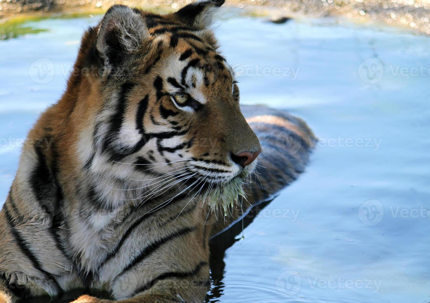 Tiger in a pond staring to its side photo