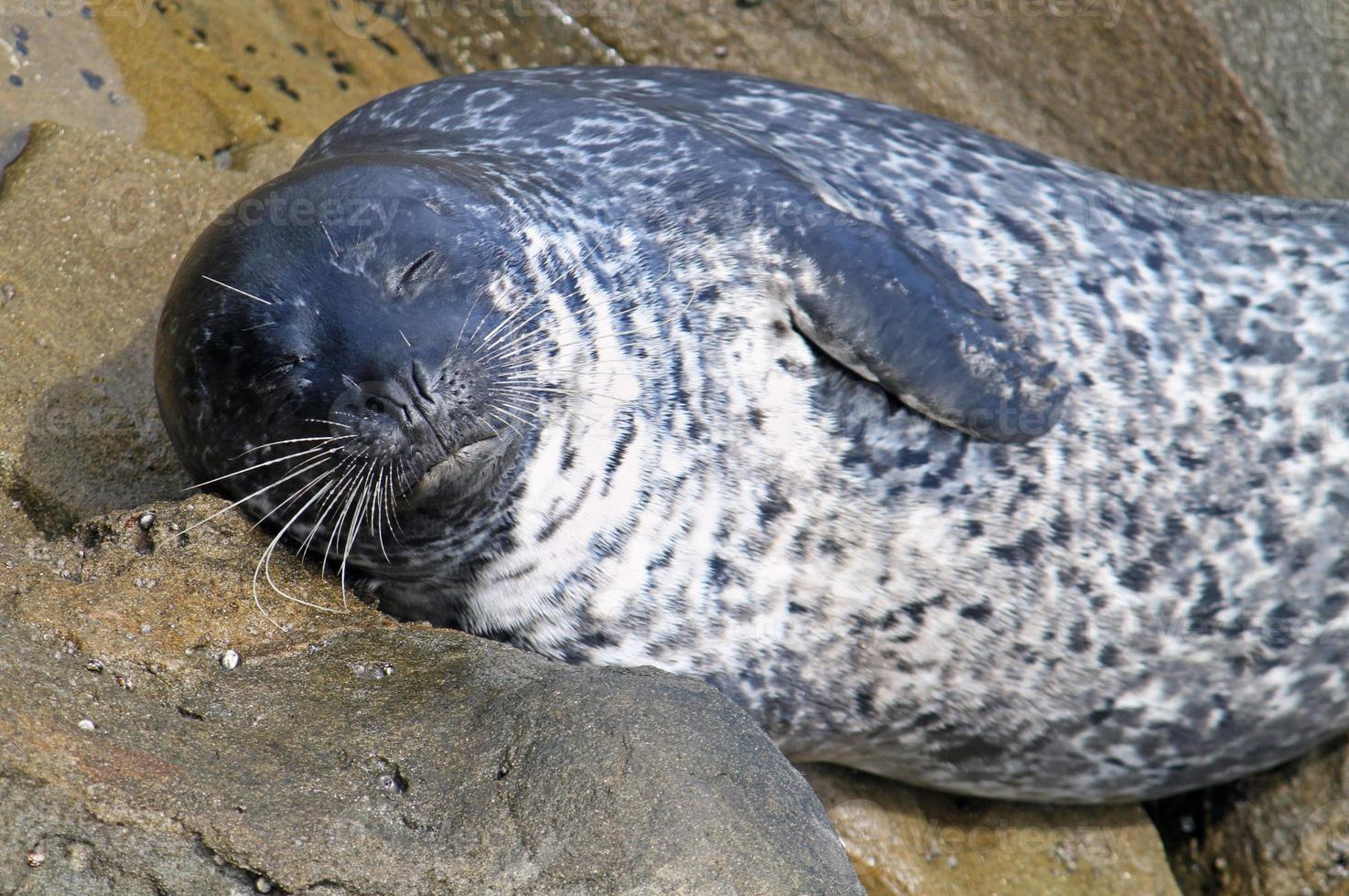 foca durmiente en la costa de california foto