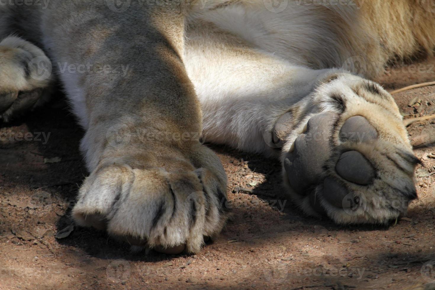 primer plano de las patas de un cachorro de león en Sudáfrica foto