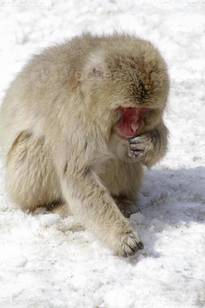 Snow monkey in Nagano prefecture, Japan photo