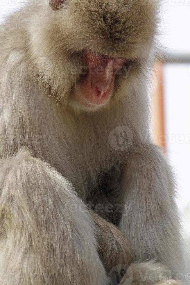 Sleepy Japanese snow monkey in the forest photo