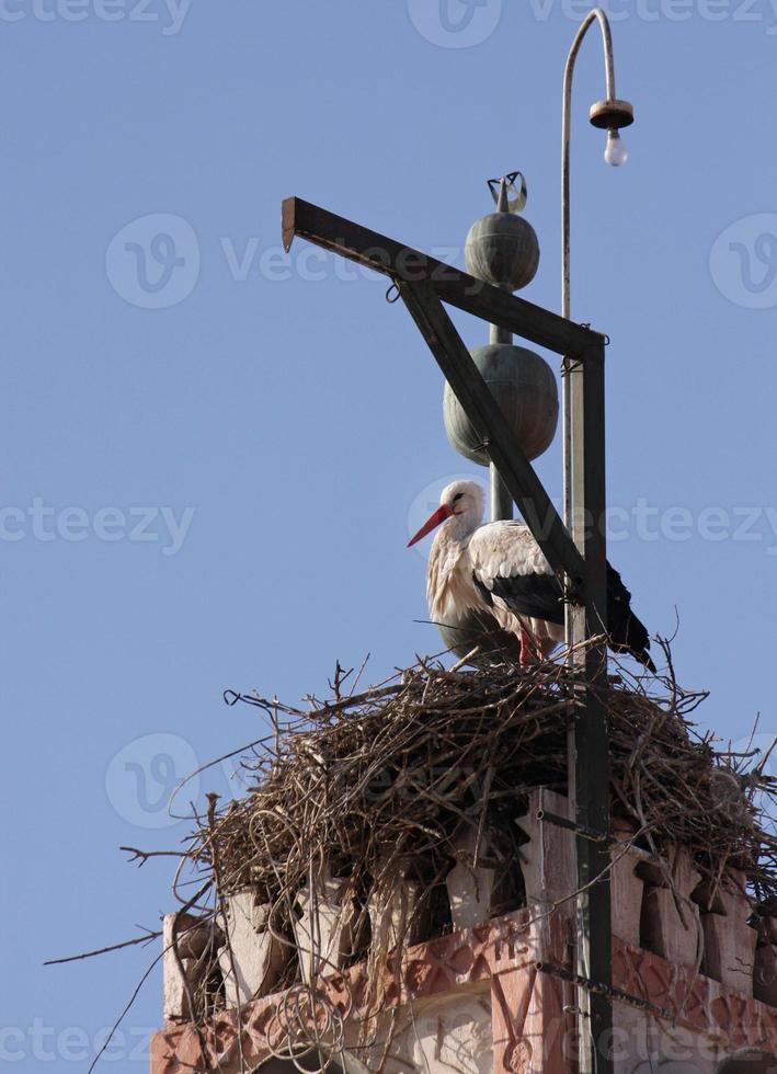 A stork in his nest in the middle of Marrakech, Morocco photo