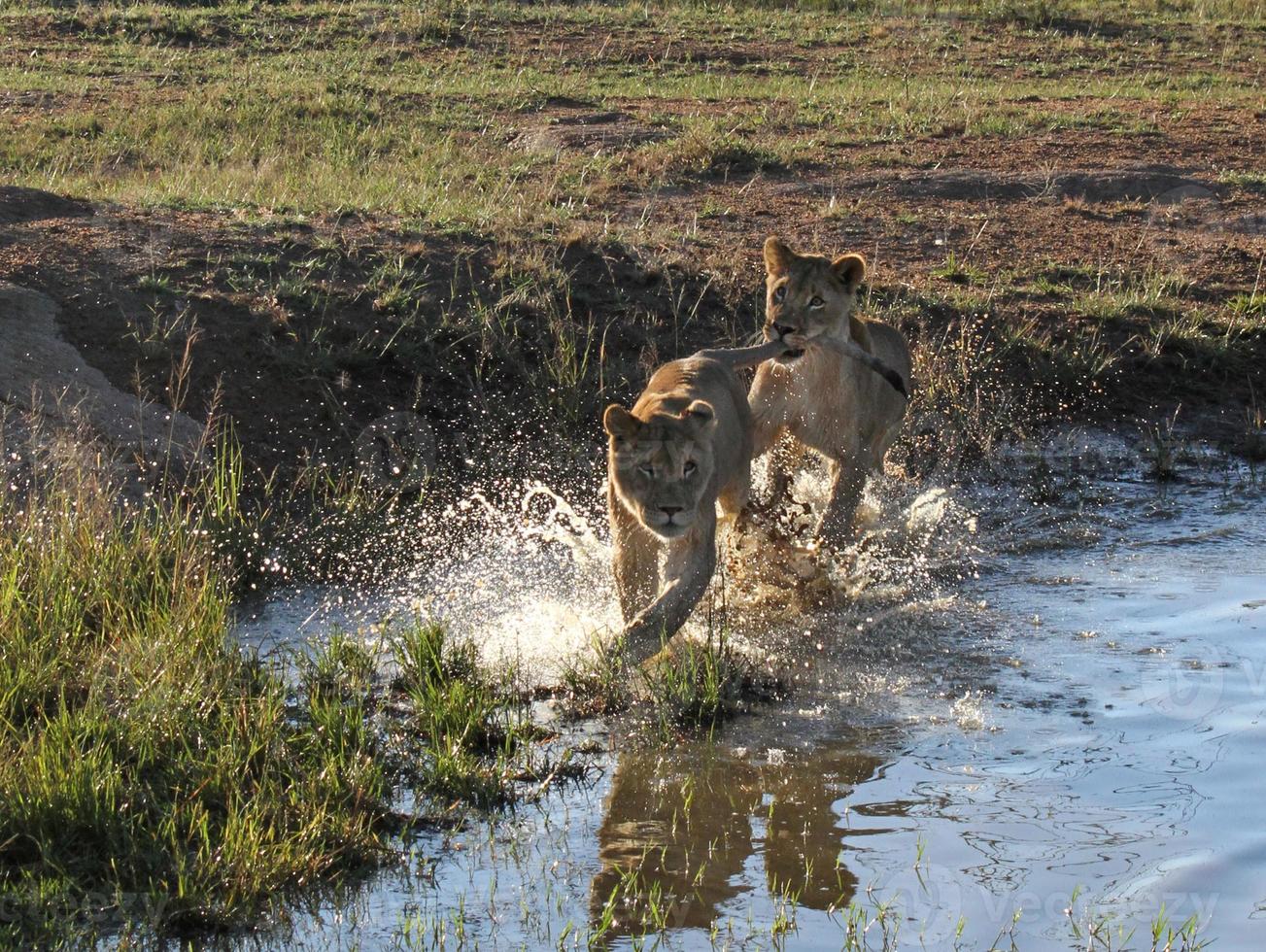 Two young lions running through the shallow water of a pond in a South African wildlife reserve photo