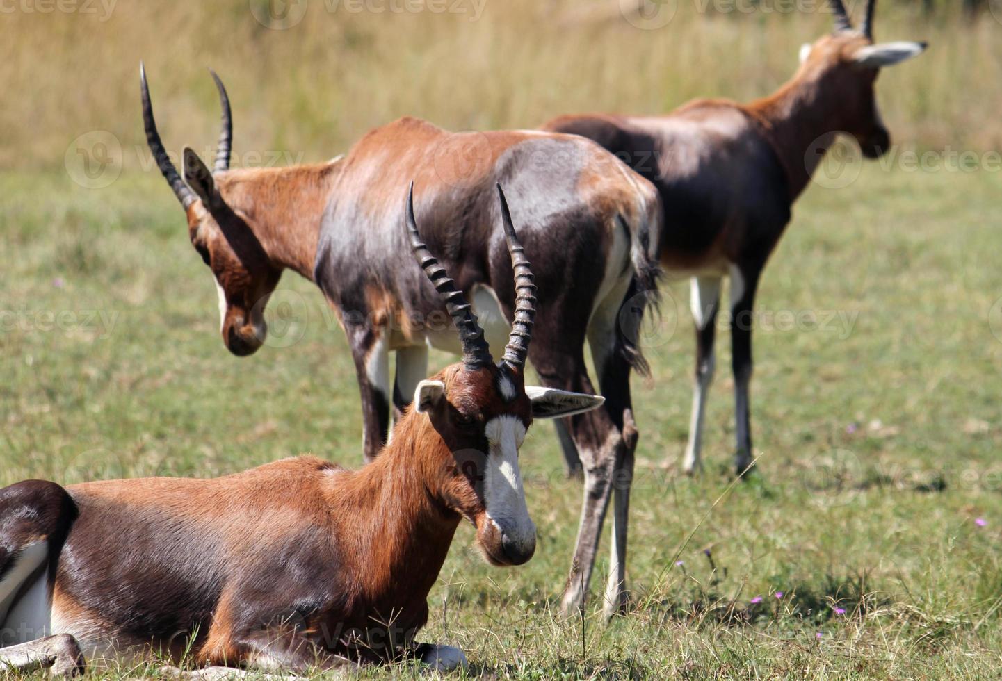 grupo de antílopes al sol en el parque nacional sudafricano foto